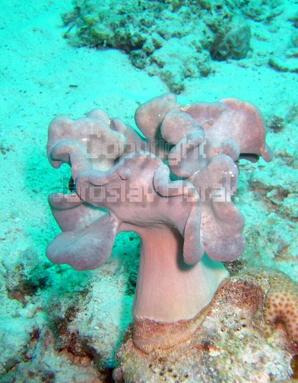 DSCF8031 koralova kytice